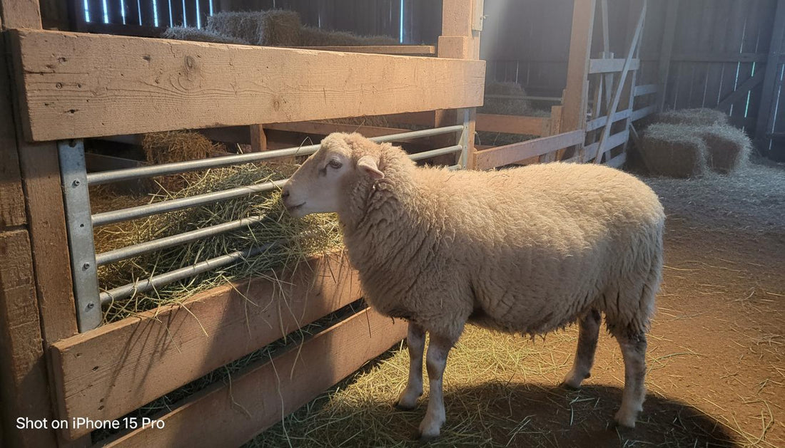 Sheep Hay Feeder Safety Avoid Head Traps and Wool Damage.jpg