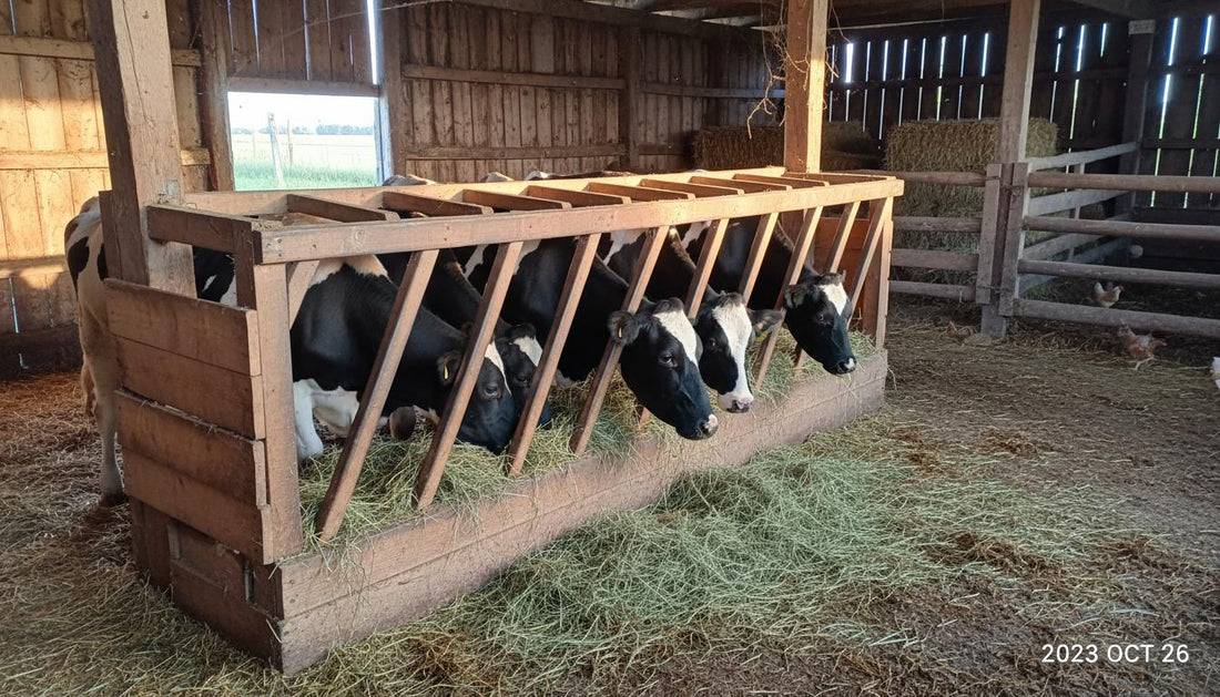 5 Cow Hay Feeder Setup Halve Trampling, Waste.jpg
