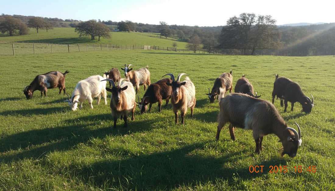 Difference Between Ten Goats or Sheep Explained.jpg