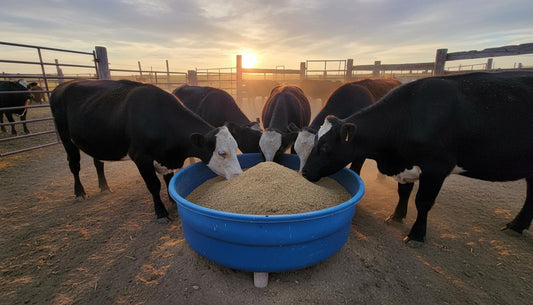 1 Cattle Mineral Feeder How to Keep Minerals Dry and Available.jpg