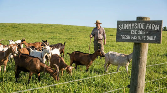 Healthy goats grazing in a well-managed US pasture as part of bloat prevention