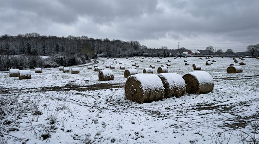 The True Cost of Wasted Hay Over One Winter Explained