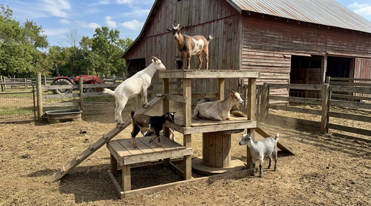 The Goat Stand Setup That Works for Any Size Herd