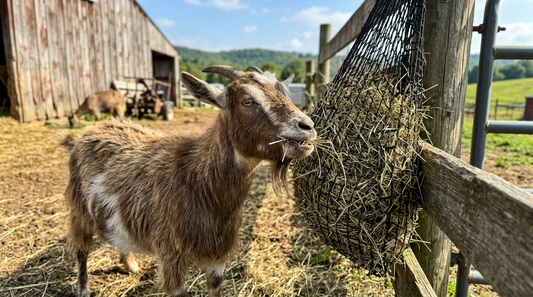 Hay Net Mesh Size Matters for Your Goats' Health