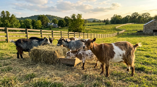 How Slow Hay Feeding Improves Goat Digestion Naturally