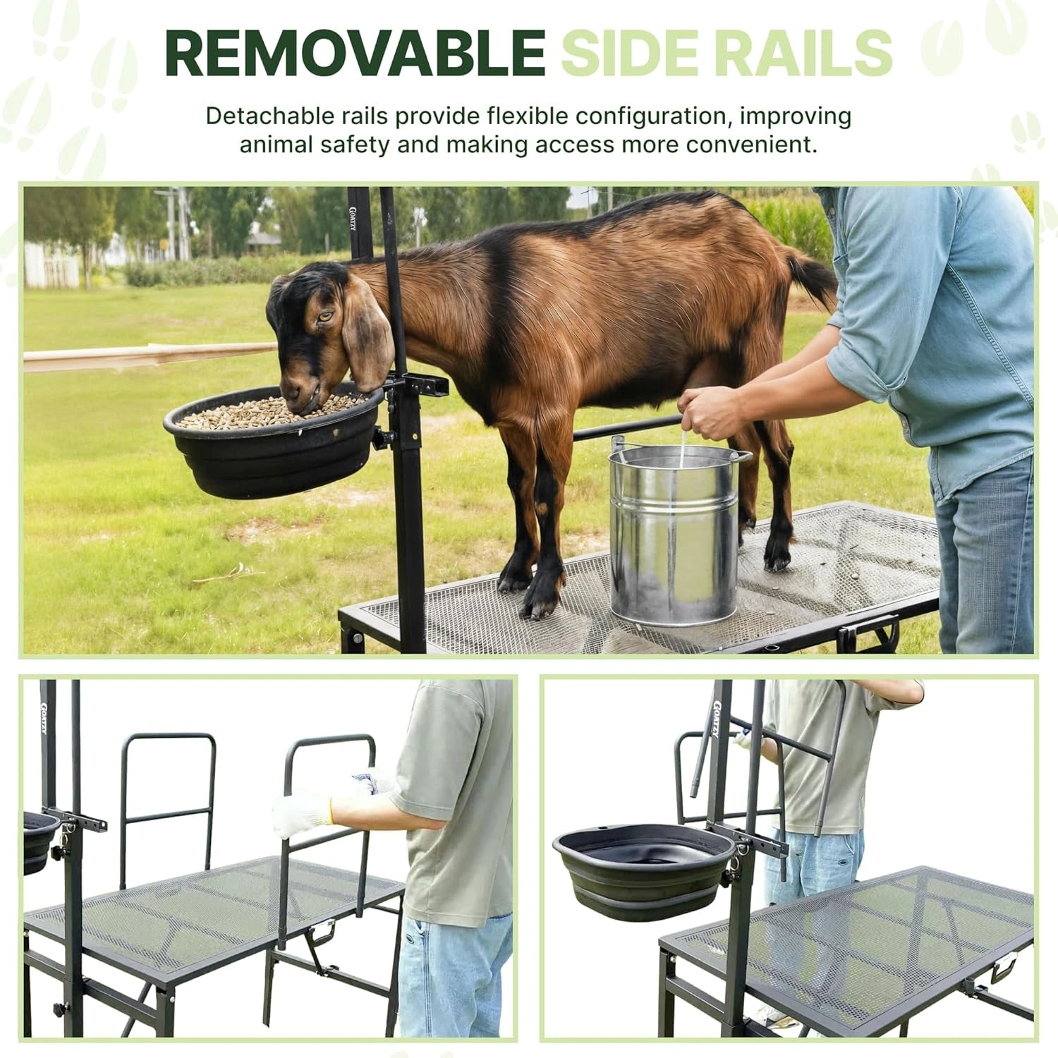 Adjustable legs and steel frame of the Goatzy goat milking stand