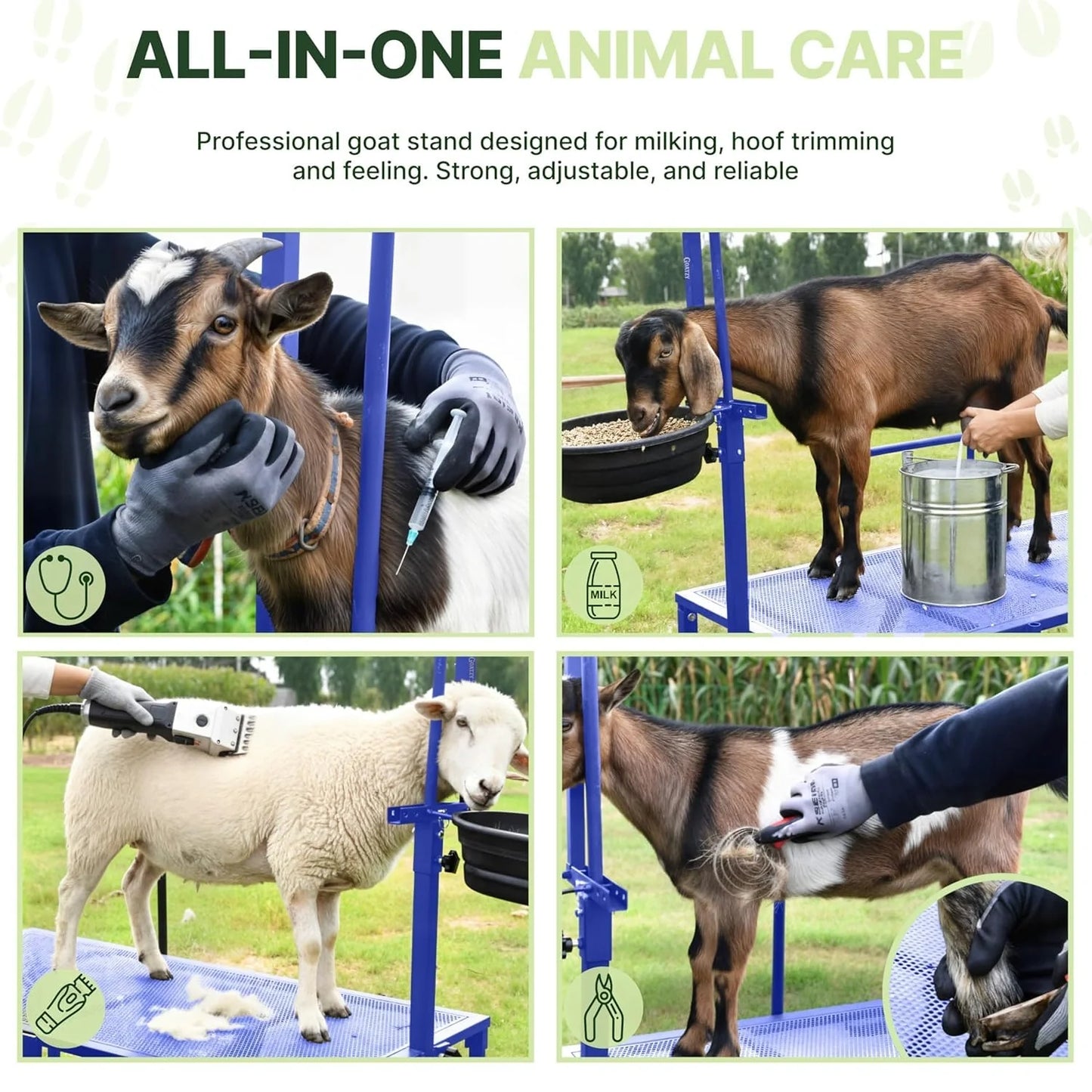 All-in-one animal care with the blue Goatzy goat stand: milking, shearing and hoof trimming #blue