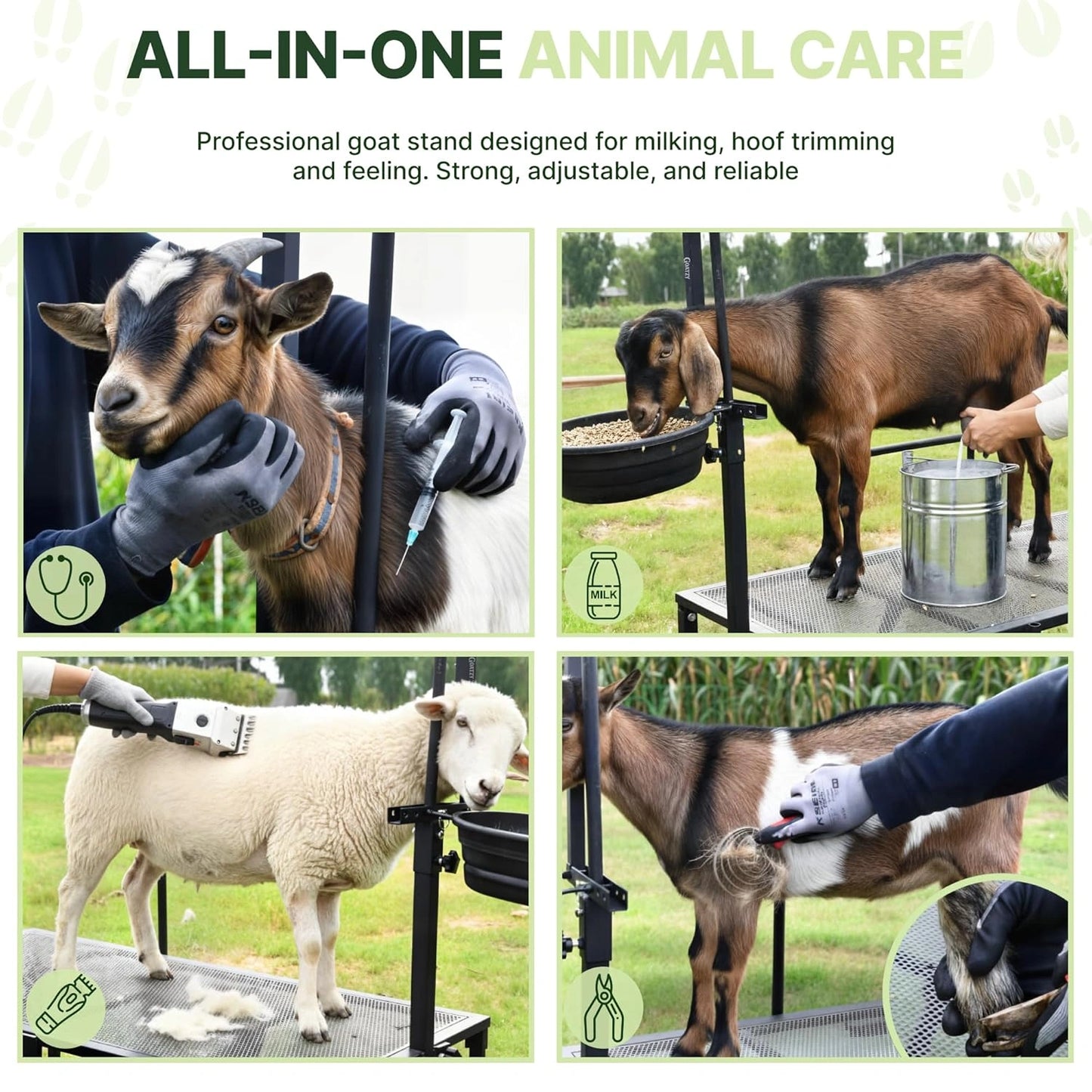 Goatzy goat milking stand dimensions and galvanized steel construction