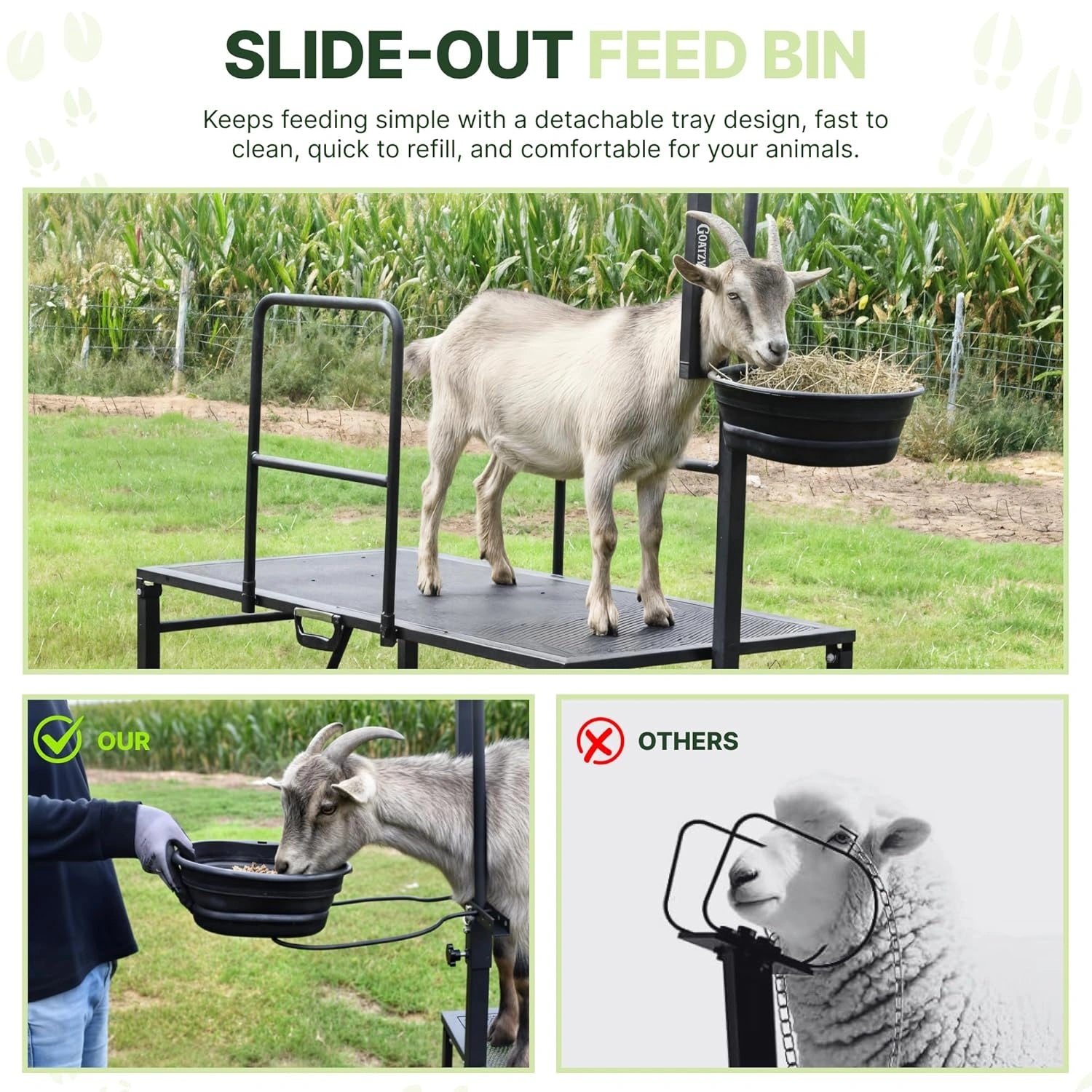 Goat secured on a Goatzy stanchion for safe hoof trimming