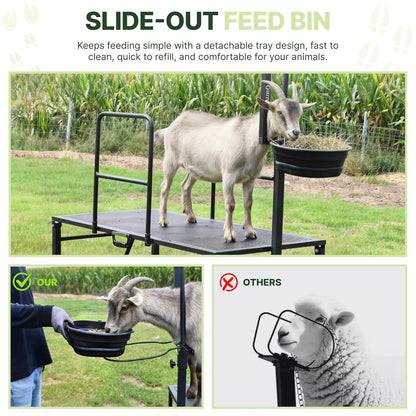 Goat secured on a Goatzy stanchion for safe hoof trimming