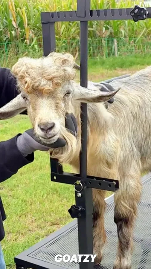 Customer video of the Goatzy goat stand