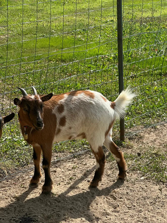 Customer photo review of the Goatzy goat stand
