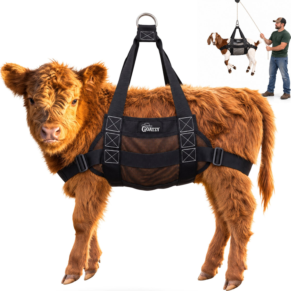 Goatzy Calf Sling on a Highland calf, steel D-ring at the top