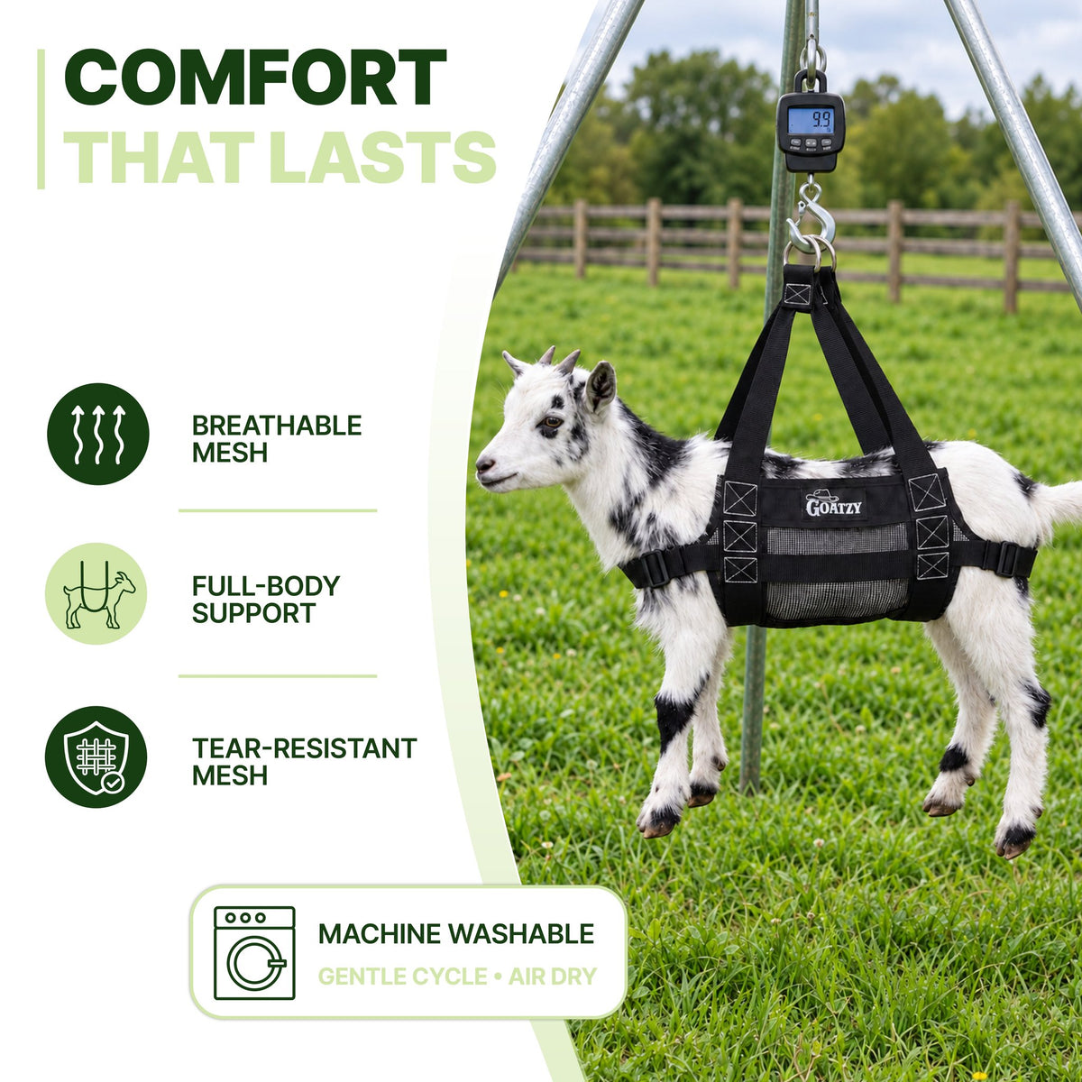Goat kid weighed on a hanging scale in the Goatzy sling