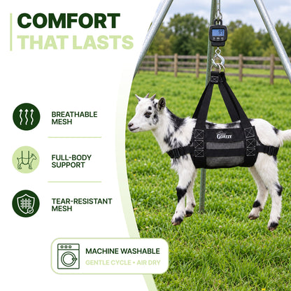 Goat kid weighed on a hanging scale in the Goatzy sling