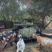 Goatzy large hay feeder in use: 2-in-1 hay and grain, roof and wheels